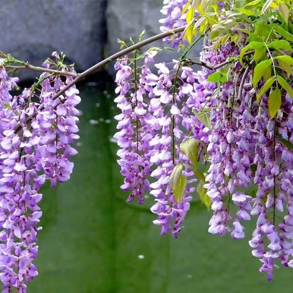 爬藤花期长好看又好养的花_https://www.86362.com_花卉_第13张