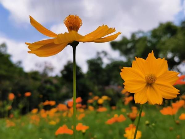 波斯菊种子的种植方法_https://www.86362.com_花卉_第3张