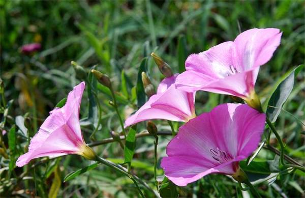 牵牛花的花语是什么_https://www.86362.com_花语_第1张