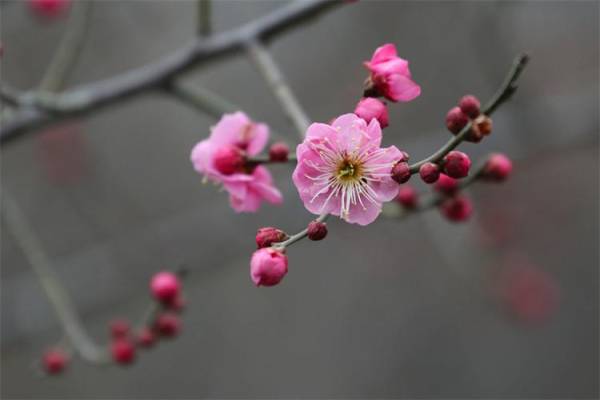 冬天盛开的花都有什么花_https://www.86362.com_花卉_第12张