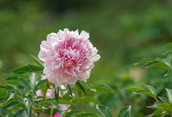 芍药花的花语和象征什么_https://www.86362.com_花卉_第1张