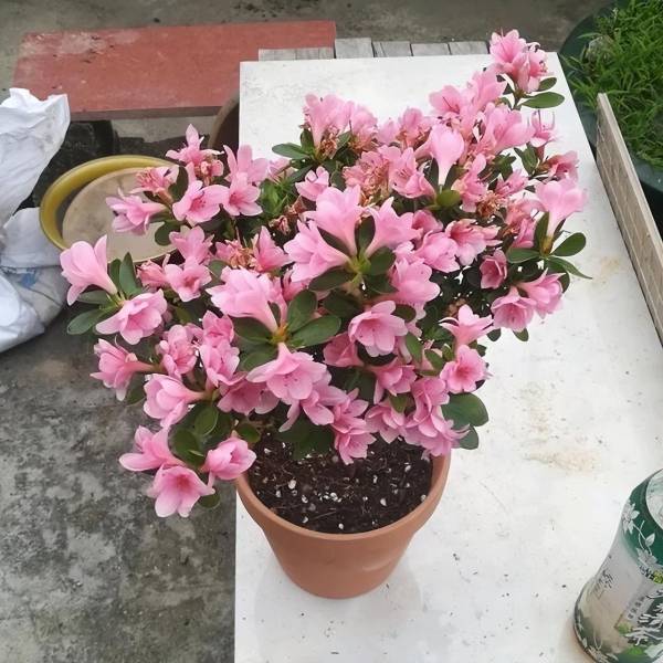 盆栽杜鹃花怎么养才好_https://www.86362.com_花卉_第12张