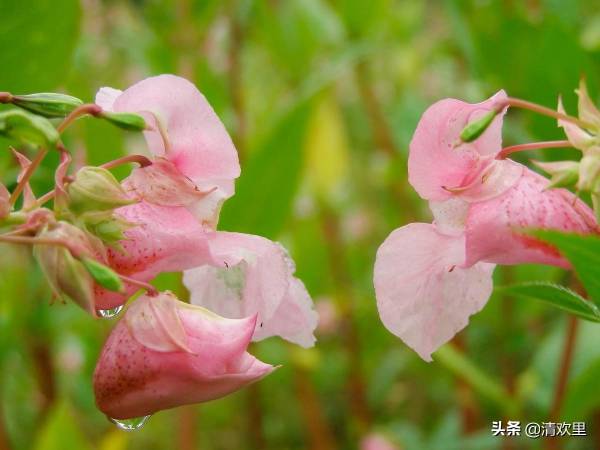 凤仙花种植方法和时间