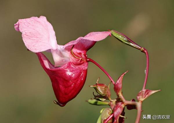 凤仙花种植方法和时间_https://www.86362.com_花卉_第4张