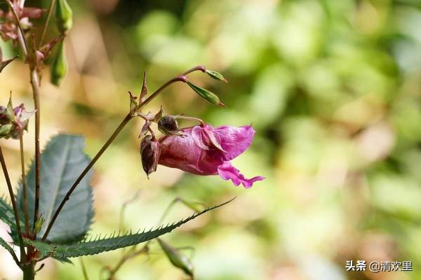 凤仙花种植方法和时间_https://www.86362.com_花卉_第7张