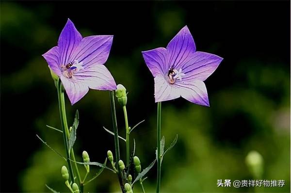 夏天开的花有哪些花名_https://www.86362.com_花卉_第10张