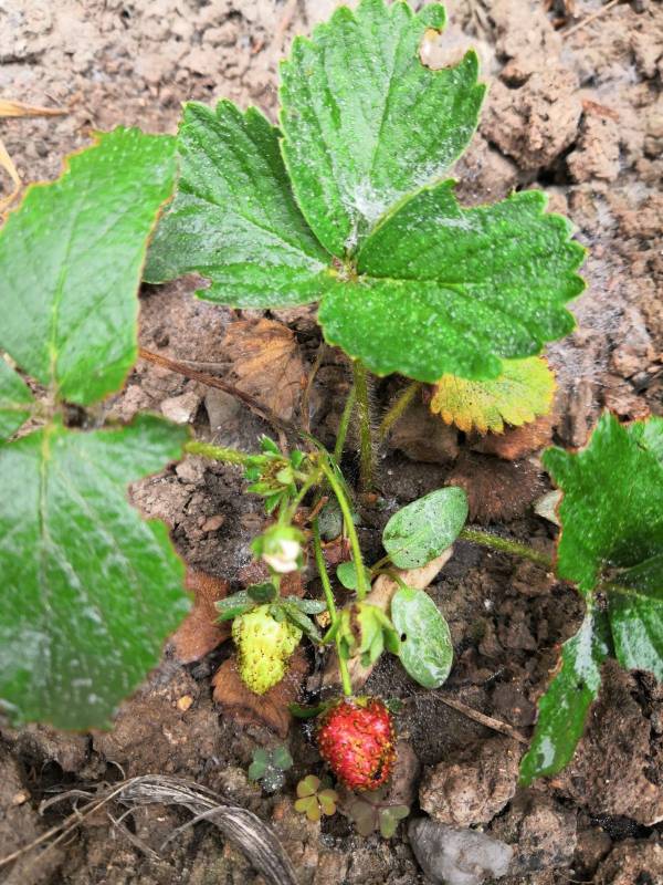 草莓种植方法全过程图片_https://www.86362.com_花卉_第8张