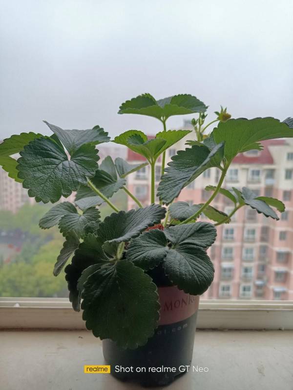 草莓种植方法全过程图片_https://www.86362.com_花卉_第11张