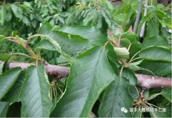 樱桃树如何修剪_https://www.86362.com_花卉_第4张