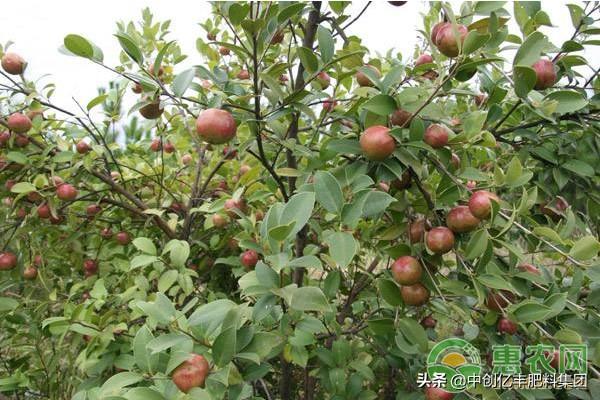 油茶树的种植方法和管理_https://www.86362.com_花卉_第2张