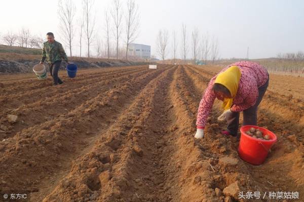 芋头怎么种植_https://www.86362.com_花卉_第4张