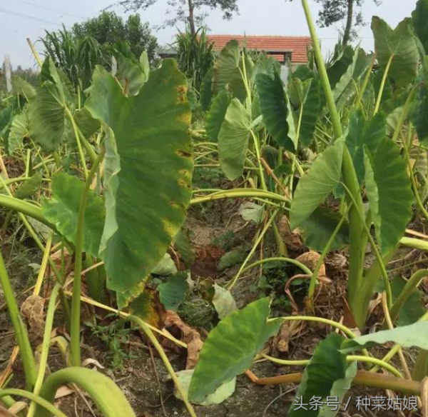 芋头怎么种植_https://www.86362.com_花卉_第6张