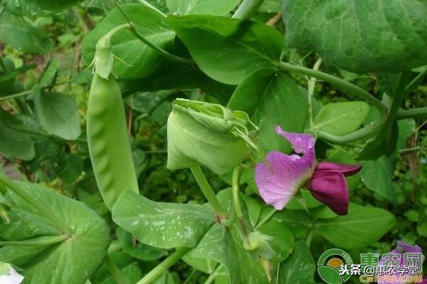 荷兰豆如何种植_https://www.86362.com_花卉_第1张