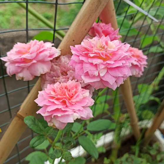 月季花夏天怎么养_https://www.86362.com_花卉_第10张