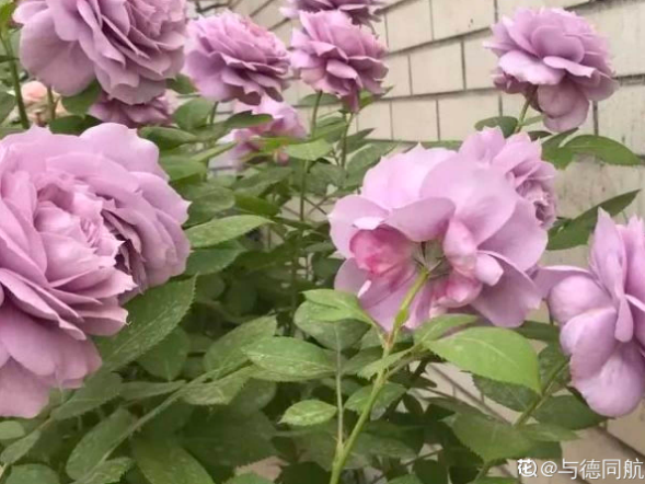 月季花夏天怎么养_https://www.86362.com_花卉_第12张