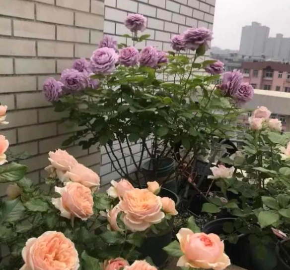 月季花夏天怎么养_https://www.86362.com_花卉_第14张