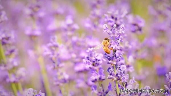 紫色薰衣草花语是什么_https://www.86362.com_花语_第1张