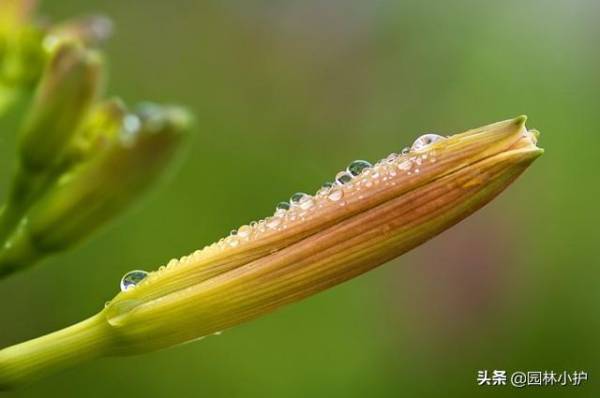 忘忧草是什么样子的_https://www.86362.com_花卉_第3张