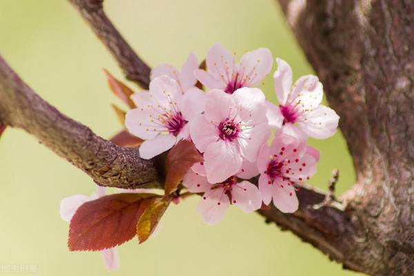 梅花为什么不能在家里养_https://www.86362.com_花卉_第1张