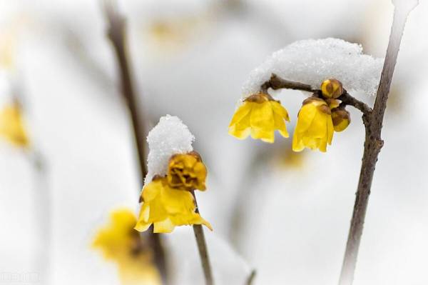 梅花为什么不能在家里养_https://www.86362.com_花卉_第2张