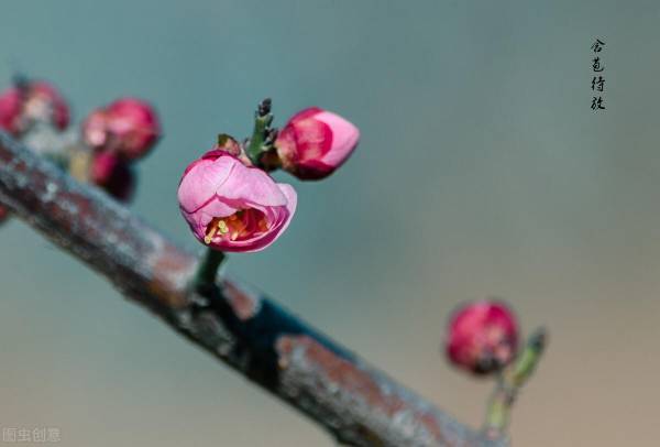 梅花为什么不能在家里养_https://www.86362.com_花卉_第4张