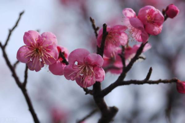 梅花为什么不能在家里养_https://www.86362.com_花卉_第6张