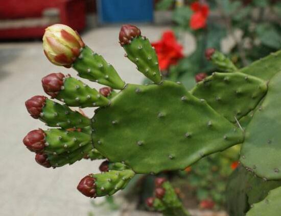 仙人掌开花的花语是什么_https://www.86362.com_花语_第2张