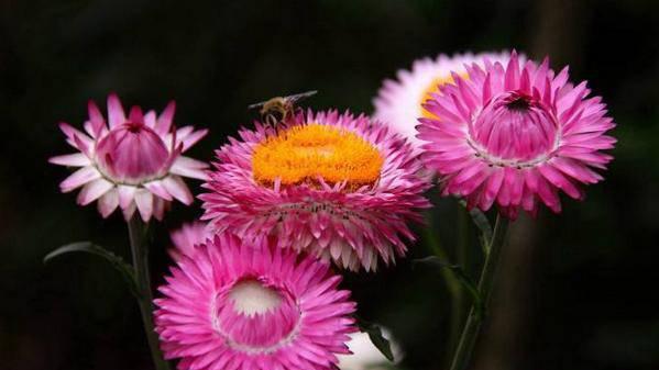 麦杆菊怎么种植_https://www.86362.com_花卉_第1张