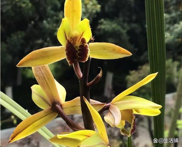 惠兰什么时候开花_https://www.86362.com_花卉_第3张