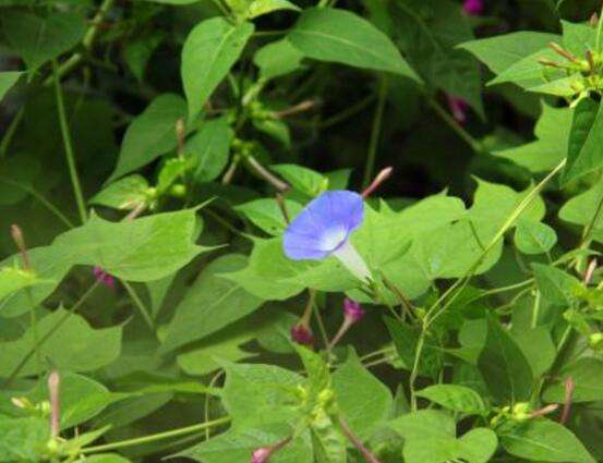 牵牛花什么时候开花_https://www.86362.com_花卉_第2张