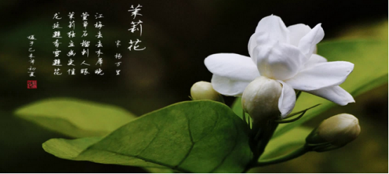 茉莉花的花语是什么_https://www.86362.com_花语_第1张