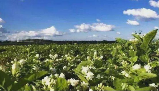 茉莉花的花语是什么_https://www.86362.com_花语_第4张