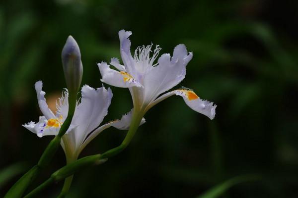 象征着友谊的花有哪些_https://www.86362.com_花卉_第2张