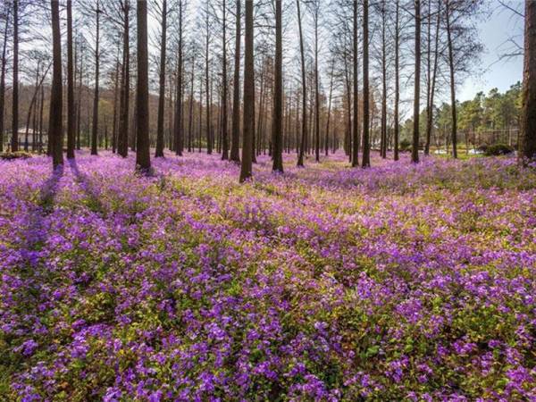 二月兰花籽什么时候种_https://www.86362.com_花卉_第1张