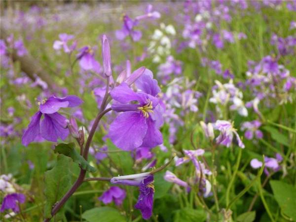 二月兰花籽什么时候种_https://www.86362.com_花卉_第3张