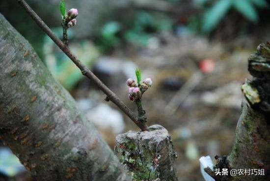 桃树什么时候嫁接最好_https://www.86362.com_花卉_第1张