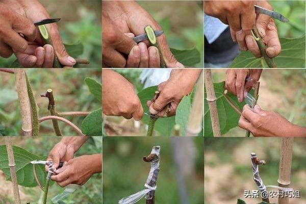 桃树什么时候嫁接最好_https://www.86362.com_花卉_第5张