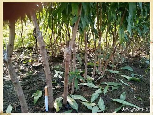 桃树什么时候嫁接最好_https://www.86362.com_花卉_第7张