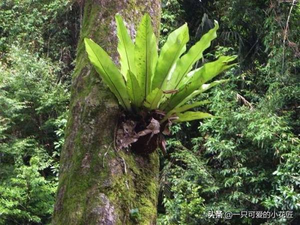 鸟巢蕨花语是什么意思_https://www.86362.com_花卉_第3张