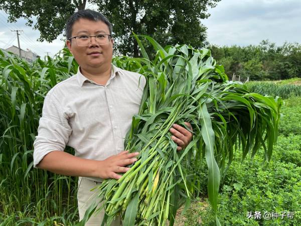 高丹草种子什么时候播种_https://www.86362.com_花卉_第3张