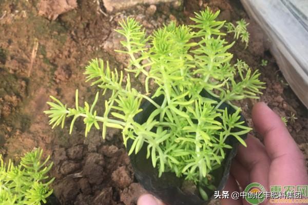 黄金佛甲草怎么养_https://www.86362.com_花卉_第2张