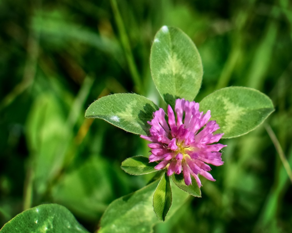 三叶草花语是什么_https://www.86362.com_花语_第1张