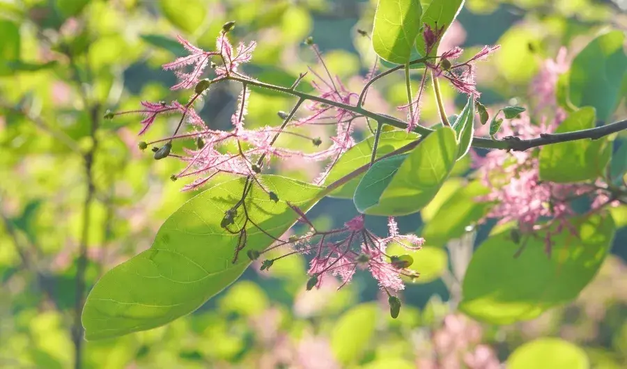 黄栌象征的寓意是什么_https://www.86362.com_花语_第2张