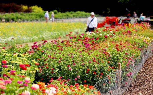 百日菊的介绍和特点_https://www.86362.com_花卉_第2张