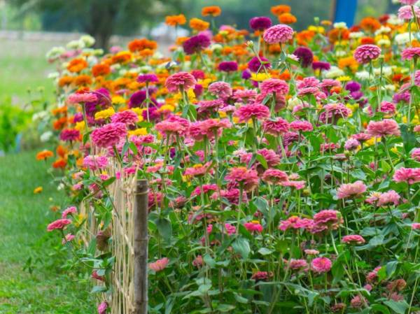 百日菊的介绍和特点_https://www.86362.com_花卉_第11张