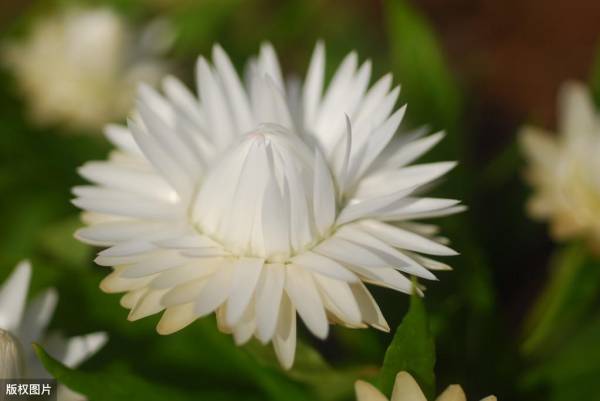 雏菊的花语代表什么意思_https://www.86362.com_花语_第1张