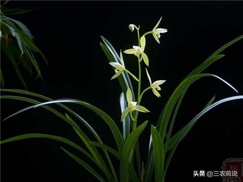 兰花的寓意是什么意思_https://www.86362.com_花语_第3张