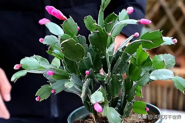 冬天到了什么花开了_https://www.86362.com_花卉_第4张