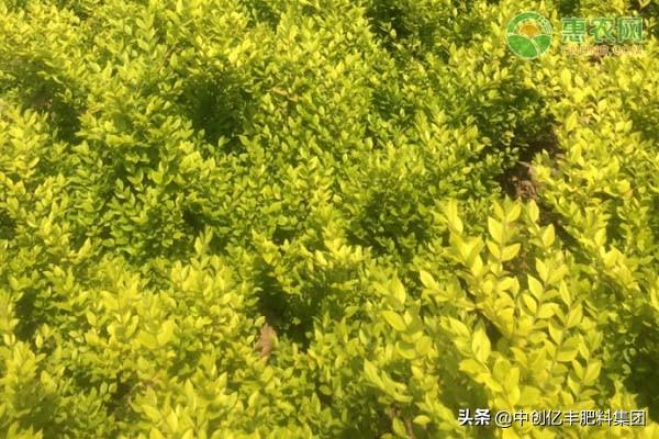 金叶女贞的种植与养护方法_https://www.86362.com_花卉_第1张