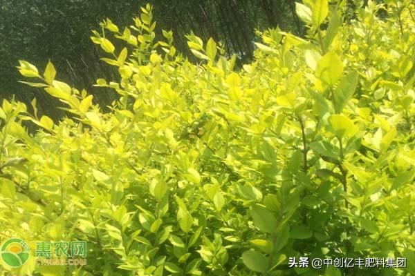 金叶女贞的种植与养护方法_https://www.86362.com_花卉_第2张